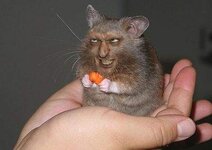 evil hamster.jpg