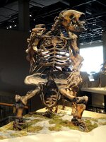 800px-Megalonyx_jeffersonii_-_Natural_History_Museum_of_Utah_-_DSC07263.jpg