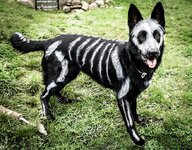 skeleton-dog-halloween-costume-non-toxic-pet-paint-5.jpg