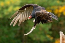 Eastern_Turkey_Vulture_in_flight%2C_Canada.jpg