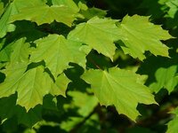 green-maple-leaves.jpg