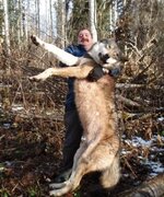 wolf-size-compared-dog-2-uj-08-lw-sufficient-pictures-they-do-get-big.jpg