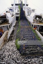 pollack-catch-on-factory-trawler-picture-id107990914.jpg