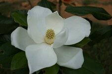 Magnolia Bloom.JPG