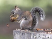 douglas-squirrel-(tamiasciurus-douglasii).jpg