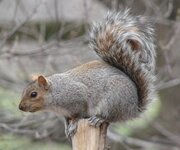 eastern-gray-squirrel-images.jpg