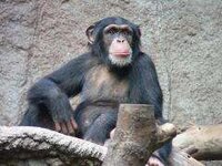 800px-Schimpanse_zoo-leipig.jpg