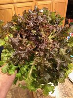 IMG_1671.jpeg