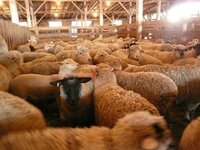 crowded sheep.jpg