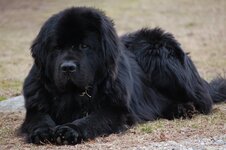 Black-Newfoundland-Dog-Sitting.jpg