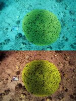 rom-underwater-images-Best-viewed-online-for-color.jpg