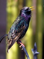 European-starling.jpg