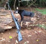 aussiehunter-257-Weatherby-Magnum-in-a-Vanguard-rifle-dropped-this-wild-dog.jpg