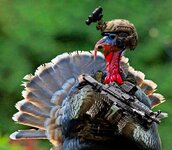 Military Turkey.jpg