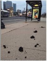 Image result for shit on city sidewalk