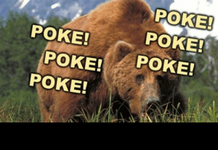 -poke-poke-poke-poke-dont-poke-bear-funny-54339387.png