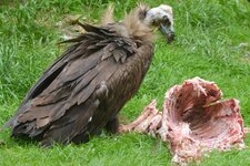 vulture-sanitary-inspection [1].jpg