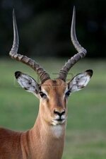6826743-beautiful-male-impala-antelope-with-large-horns.jpg