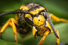 Yellow-jacket-wasp.png