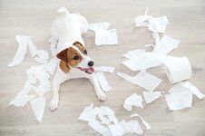 errier-dog-lying-floor-toilet-torn-paper-161355942.jpg