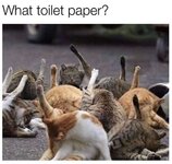 animal-toilet-paper.jpg