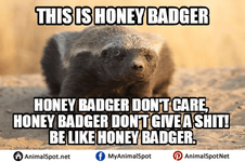 honey-badger.png