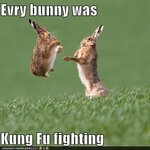 funny-pictures-evry-bunny-was-kung-fu-fighting.jpg