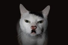 Funny Hitler cat.jpg
