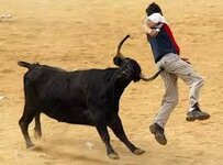 Where did the phrase, 'If you mess with the bull you get the horns ...