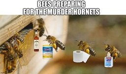 BeesMurderHornets.jpg