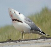 SHARGULL..jpg