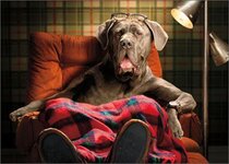 cd6686-lazy-dog-in-recliner-fathers-day-card.jpg