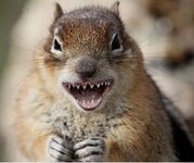 Animal Squirrel Squark.jpg