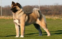 Akita-Temperament-and-Personality.jpg