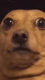 ny-hungry-dogs-begging-food-250-5b48aa5bc7c5c__605.gif