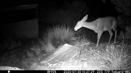 Arizona Mule Deer.JPG