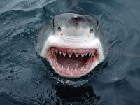 800px-jaws-great-white-shark-south.jpg