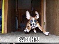 Bacon-Dog-bacon-23249470-499-374.jpg