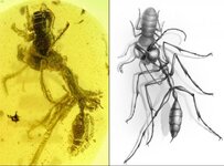 fossil-reveals-hunting-prowess-of-ancient-hell-ant.jpg