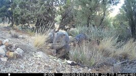 Javelina Baby.JPG