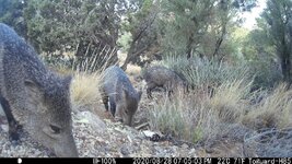 Javelina Trio.JPG