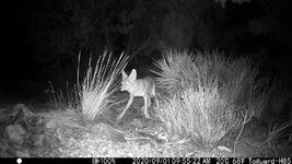 Arizona Coyote.JPG