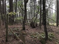 forest - 3.jpg