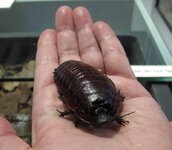 giant-burrowing-cockroach_1.jpg