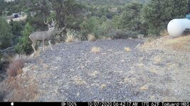 Arizona Mule Buck.JPG