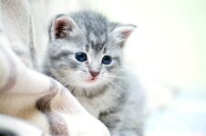 A_little_cat_2_by_Dunadan_from_Bag_End.jpg