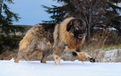 caucasian-mountain-shepherd-4-809x508.jpg