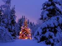 christmas-tree-outside.jpg