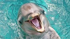 When's Flipper on? Dolphins enjoy TV | News | The Times