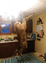 deer in kitchen.jpg